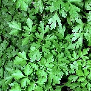 Foto van de desbetreffende plant